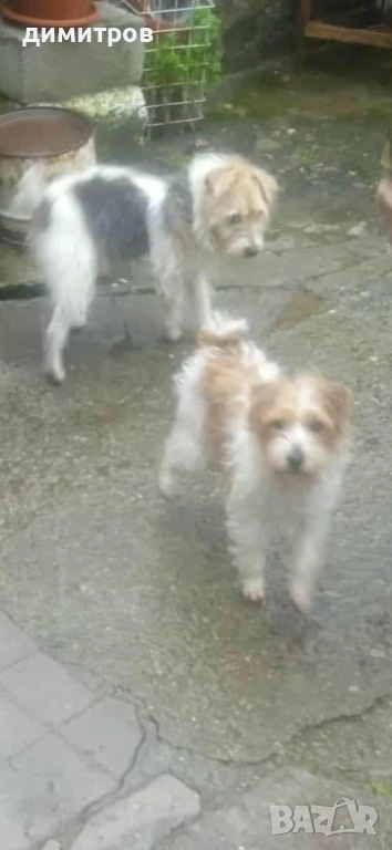 Излишна женска Парсон ръсел териер , снимка 1