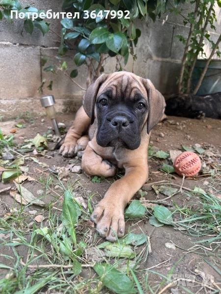 Кане корсо , снимка 1