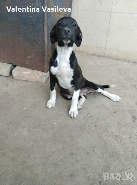 Женски пойнтер, снимка 1