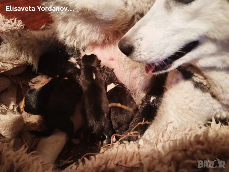 Хъски, снимка 1