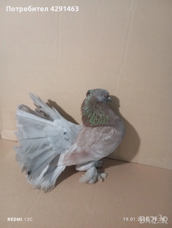 Продавам Гълъби, снимка 1