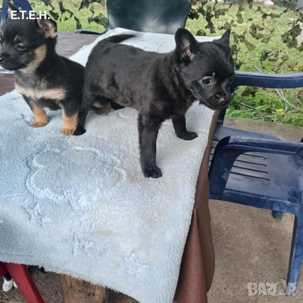 Мини Пинчерчета мини Пинчерчета., снимка 1