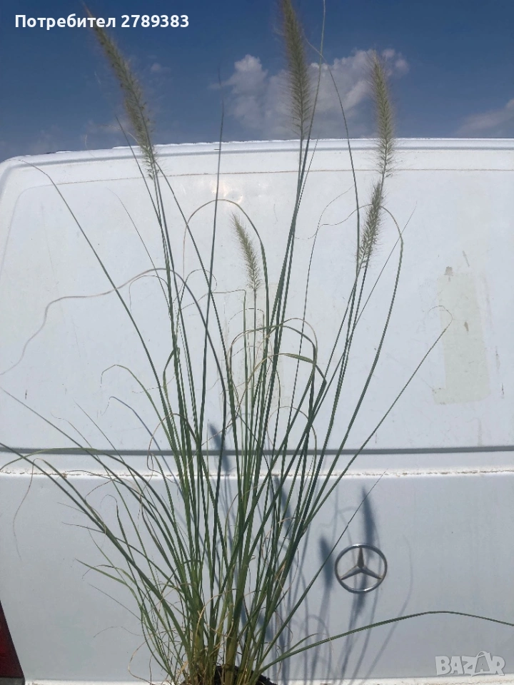 Пенисетум, снимка 1