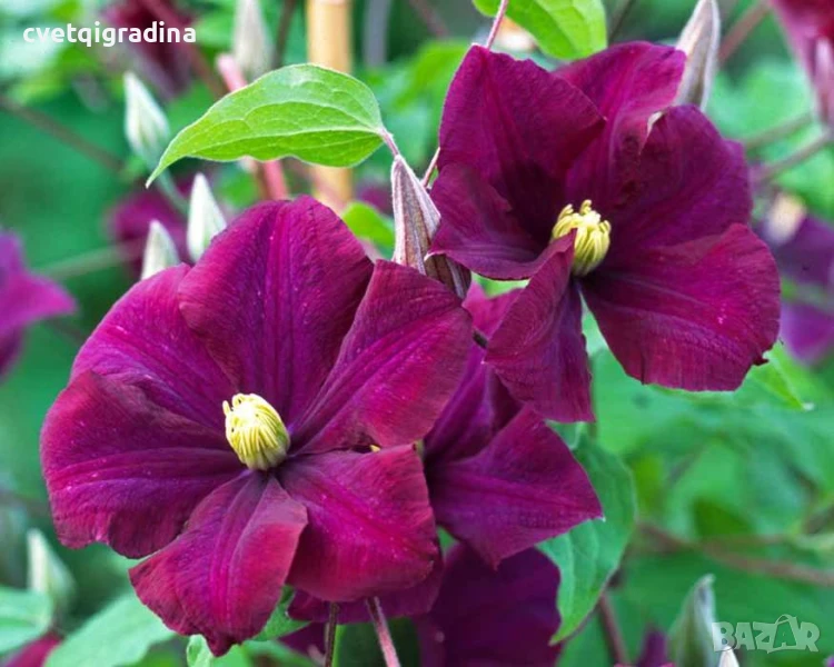 Clematis Monte Cassino (Клематис Монте Казино), снимка 1