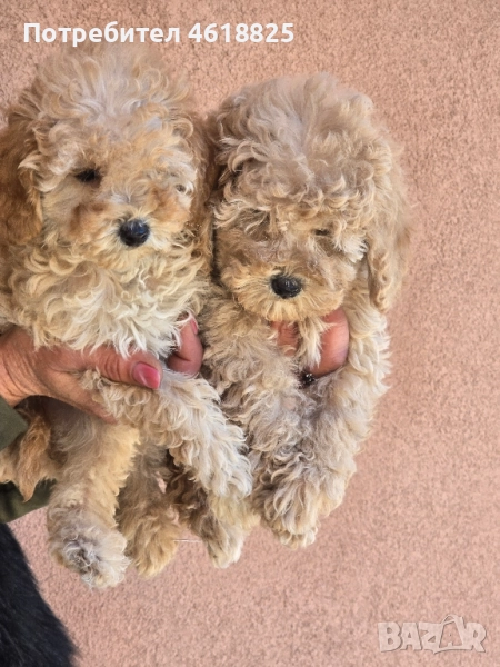 Пудели , снимка 1