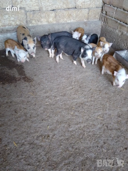 Продавам Виетнамски прасета , снимка 1