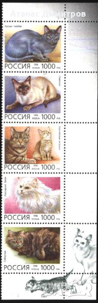 Чисти марки Фауна Котки 1996 от Русия, снимка 1