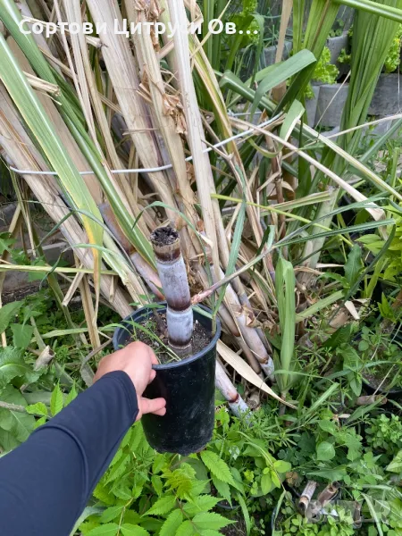 Захарна Тръстика, снимка 1