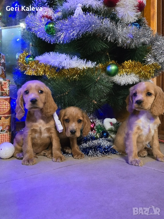 чистокръвни Кокер Шпаньоли, снимка 1