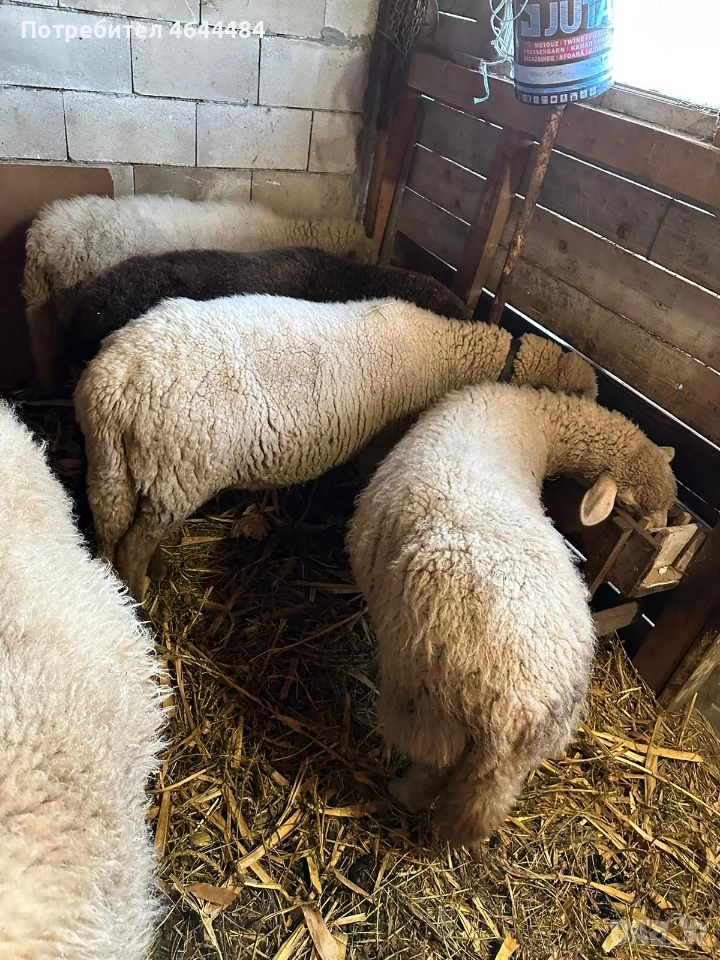 Заплодени овце 4 бр, снимка 1