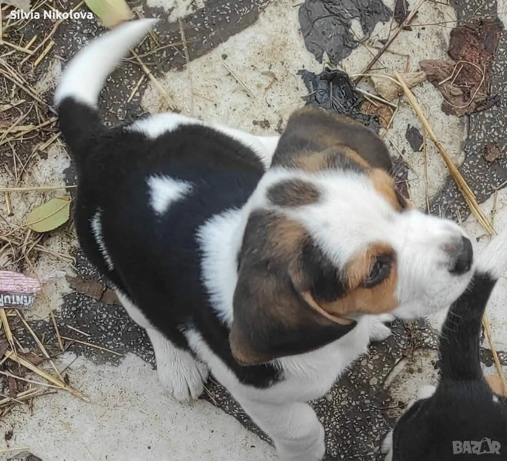 Женско бигълче! , снимка 1