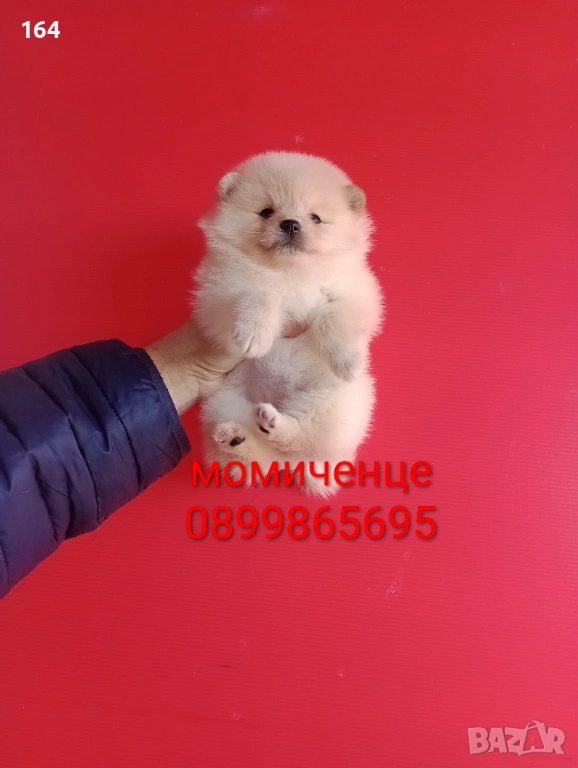 Мъжки и женски Померани. Реални снимки от 12.01.26 г. , снимка 1