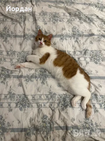 Мъжка кастрирана котка, снимка 4 - Други - 55781617