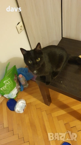 Черна котка на 6 мес. търси дом, снимка 16 - Други - 53116660