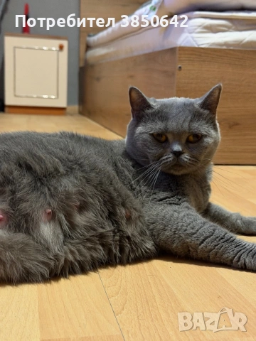 Британска котка , снимка 2 - Британска късокосместа - 53071629