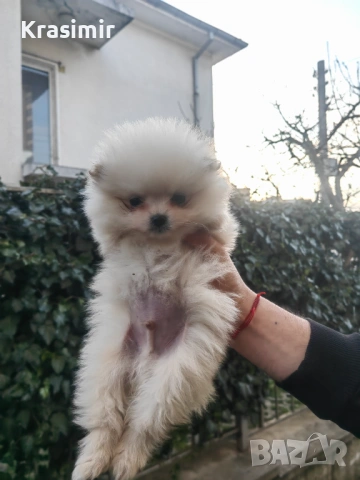 Померан , снимка 2 - Шпиц - 53792505