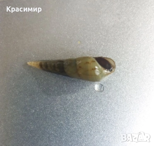 Аквариумни охлюви Мелания 10 бр