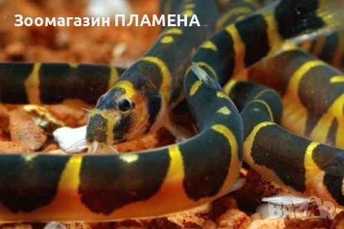 Ново зареждане на видове риби , снимка 9 - Рибки - 53468418