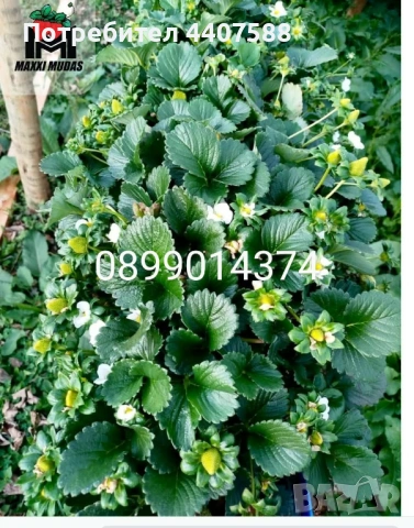 Разсад малини , снимка 6 - Разсади - 49562478