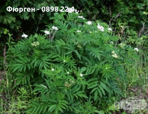 Бъзак - Sambucus ebulus), снимка 4 - Градински цветя и растения - 40890838