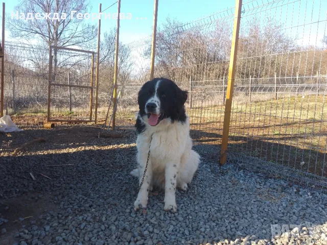 Хотел за котки ,кучета, зайци, гризачи и птици, снимка 10 - Ветеринари и услуги - 48148760