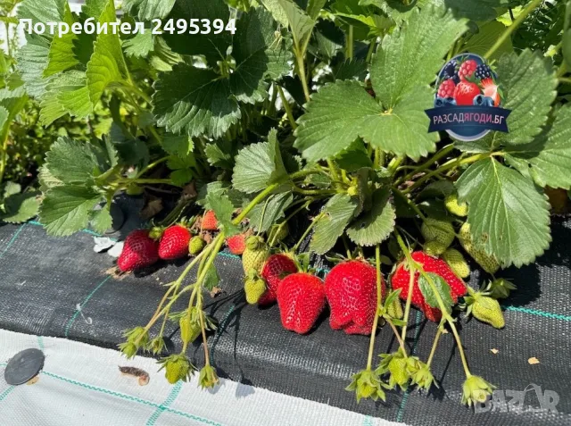 Prodavam koreni celogodishni qgodi Nov sort Maradeboi, снимка 4 - Разсади - 47804686