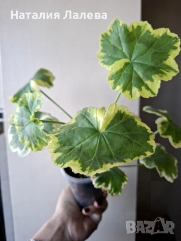 Пеларгониум, Pelargonium Mrs Pollock, снимка 2 - Стайни растения - 52971218