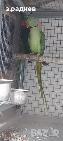 Работна двойка голям Арександър