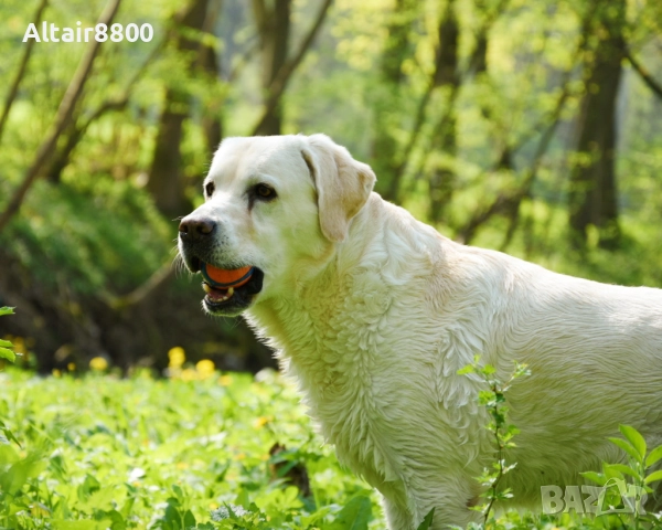 Nikon AF-S 18-105mm f/3.5-5.6G ED VR обектив Никон, снимка 13 - Обективи и филтри - 52285249