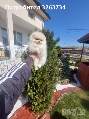 Игриви момиче и момче на 50 дни, снимка 4 - Померан - 53851540