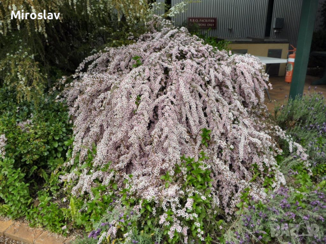 Чаено дърво (leptospermum 'appleblossom'), снимка 2 - Градински цветя и растения - 44759337
