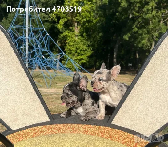Френски булдог мерле, снимка 5 - Френски булдог - 55952901