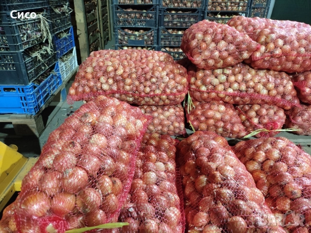 БАЛУЧКА за зелен лук , снимка 4 - Сортови семена и луковици - 51980489