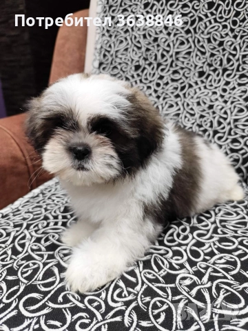 Ши тцу, снимка 6 - Ши Тцу - 52864498