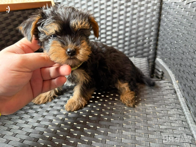 Йоркширски териер Актуално от 11.2.2026, снимка 2 - Йоркширски териер - 53379580