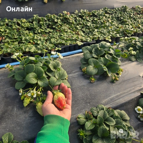 Разсад ягоди в тарелка/табла, снимка 11 - Разсади - 53593951