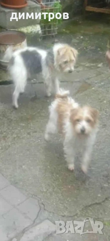 Излишна женска Парсон ръсел териер 