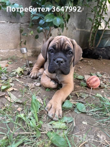 Кане корсо , снимка 1