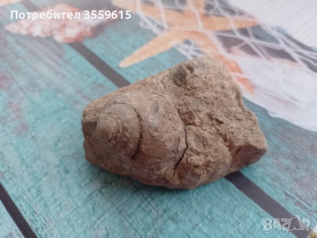 вкаменелост от остров Лансароте, снимка 4 - Колекции - 40773739