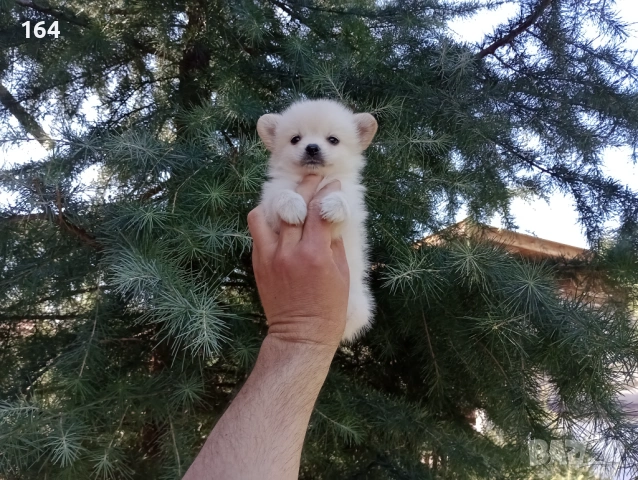 Мини Шпиц - Померан, снимка 4 - Померан - 53795072