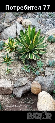 Агаве лофанта (Agave lophantha quadricolor), снимка 2 - Градински цветя и растения - 51234883
