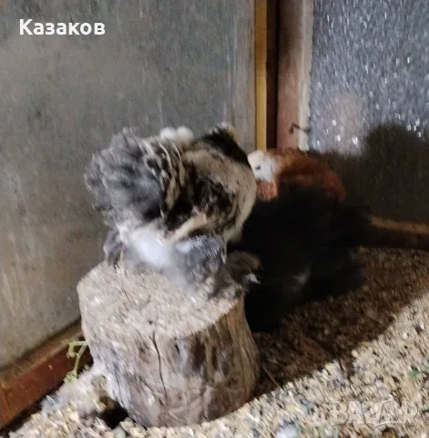 Продавам мини кохин, снимка 3 - други­ - 55706862