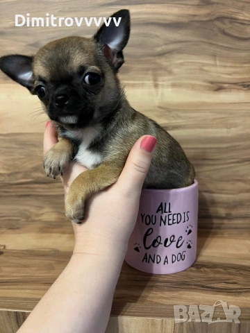 Продавам мини чихуахуа , снимка 2 - Чихуахуа - 53486352