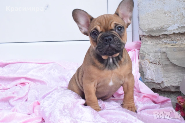 Женско френско булдоче, снимка 4 - Френски булдог - 53755896