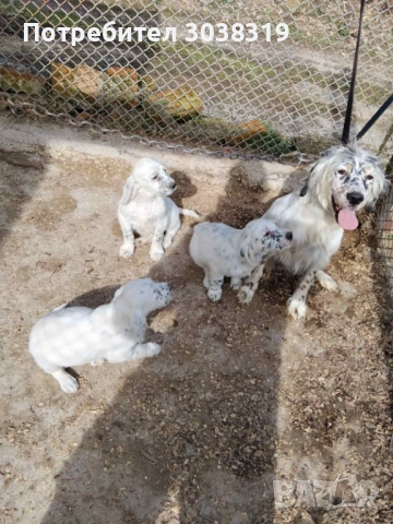 Куче птичар