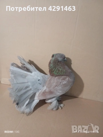 Продавам Гълъби