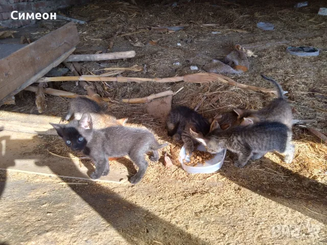 Подарявам малки котета