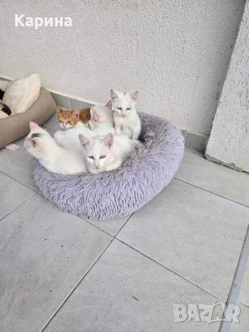 Подарявам котенца