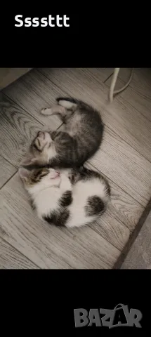 котенца на 3 месеца си търсят дом