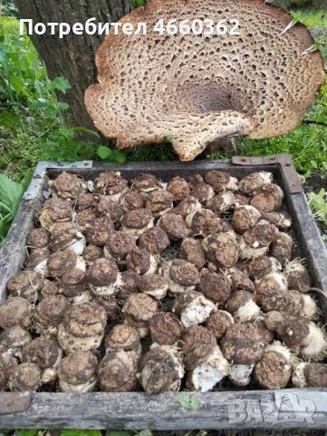 Змийска хурка - екстра качество!, снимка 5 - Сортови семена и луковици - 52532849